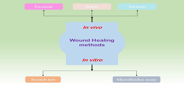 Wound heling methods used in vivo and in vitro for EOs