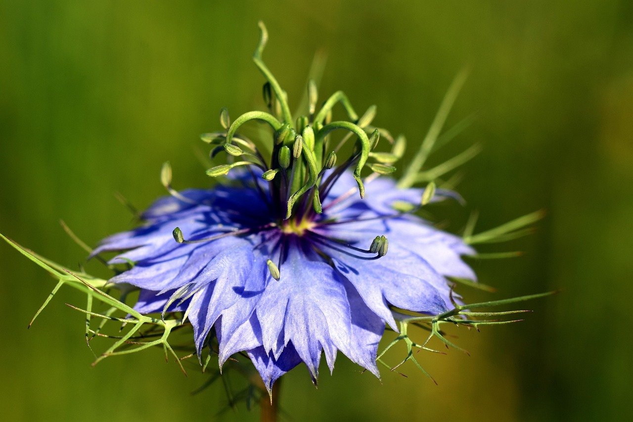 Nigella sativa